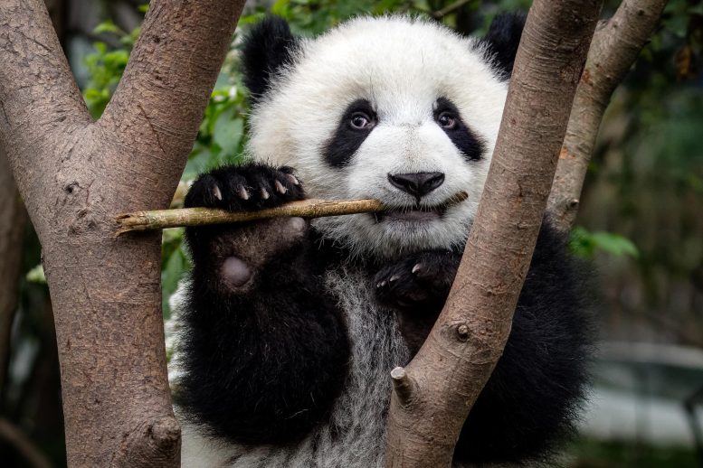 Chengdu Panda Eating Bamboo