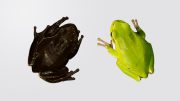 Chernobyl Black Frogs