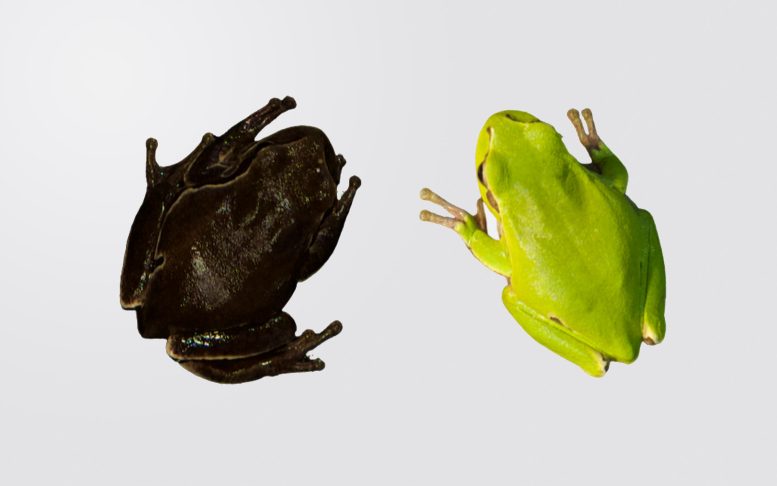 Chernobyl Black Frogs
