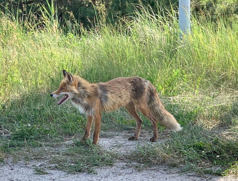 Chernobyl Fox