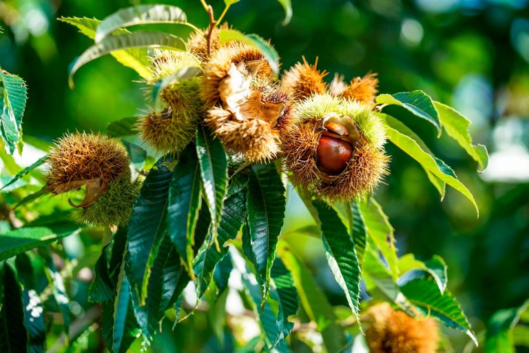 Chestnuts Caesar A Surprising Historical Link - mrnb8fl
