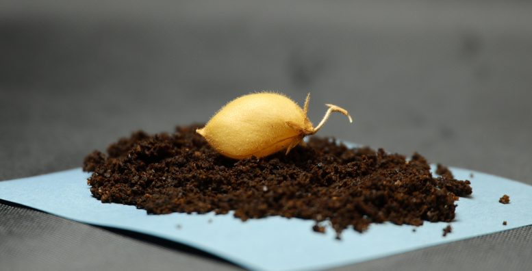 Chickpea Grown Lunar Regolith Simulant