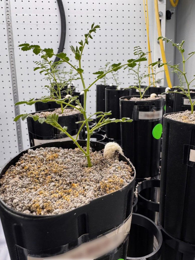 Chickpea Plants in Growth Chamber