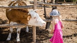 Child With Cow