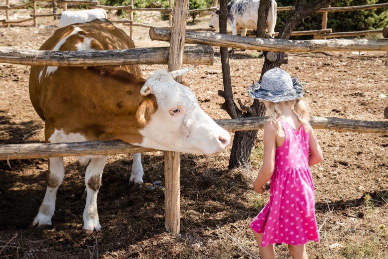Child With Cow