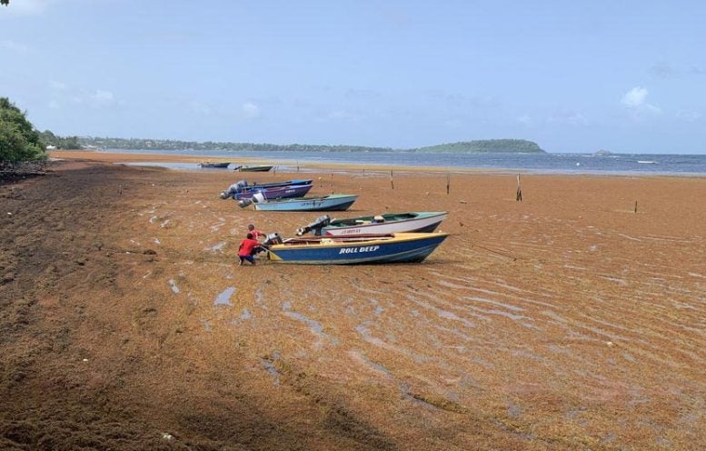 Children Pushing Boat Through Sargassum in Grenada