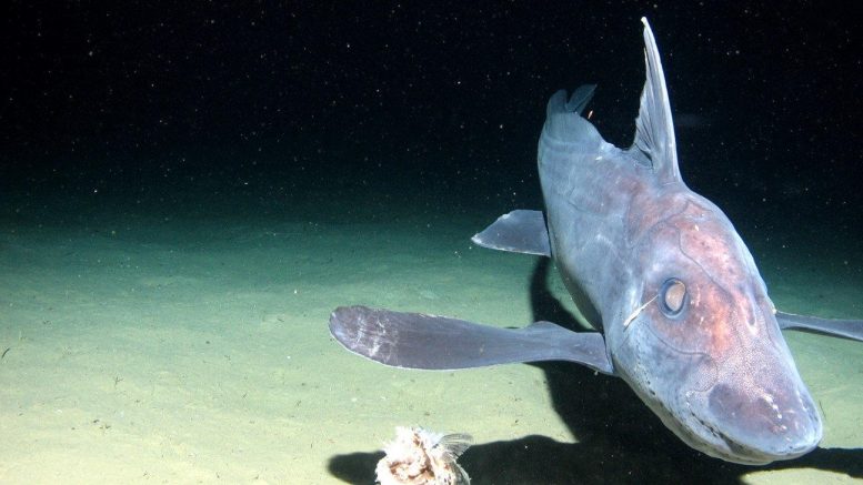 Chimaera Swimming Over the Sediment at the Kermadec Trench in the Pacific Ocean