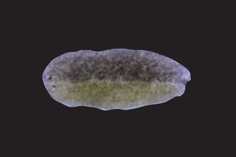 Chimera Planarian Worm Fused From Two Different Strains of Planarians