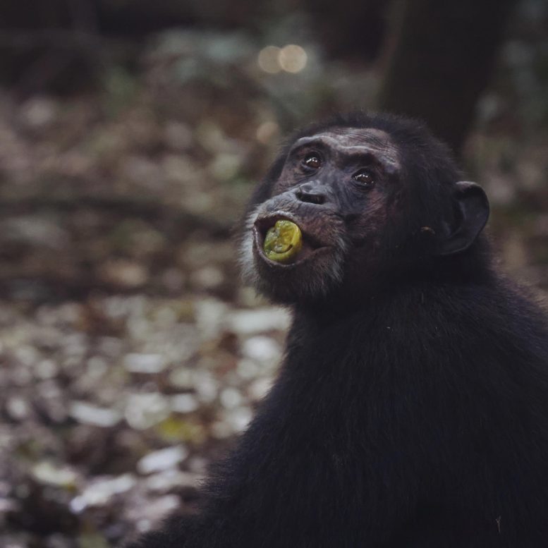 Chimp With Fruit in Mouth