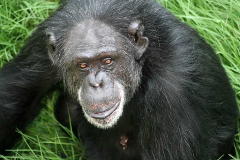 Chimpanzee Angie