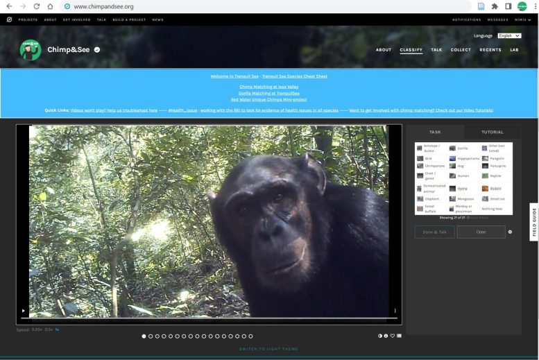 Chimpanzee Camera Trap