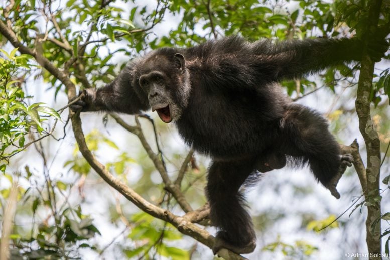 Chimpanzee Climbing