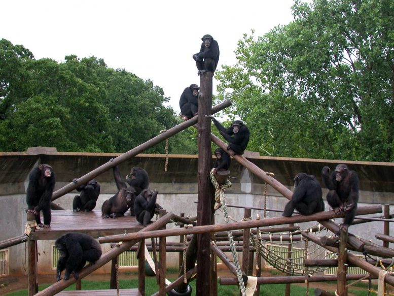 Chimpanzee Corral