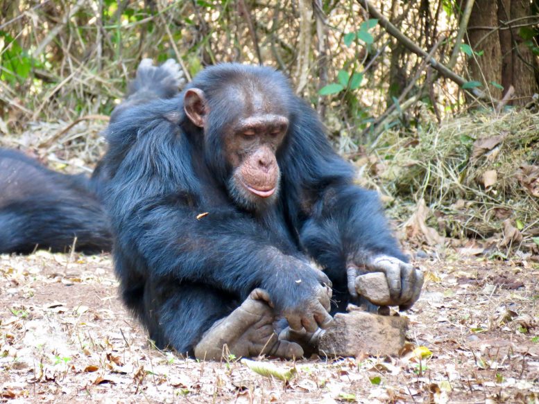Chimpanzee Cracking Nut With Stones