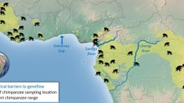 Chimpanzee Distribution Map