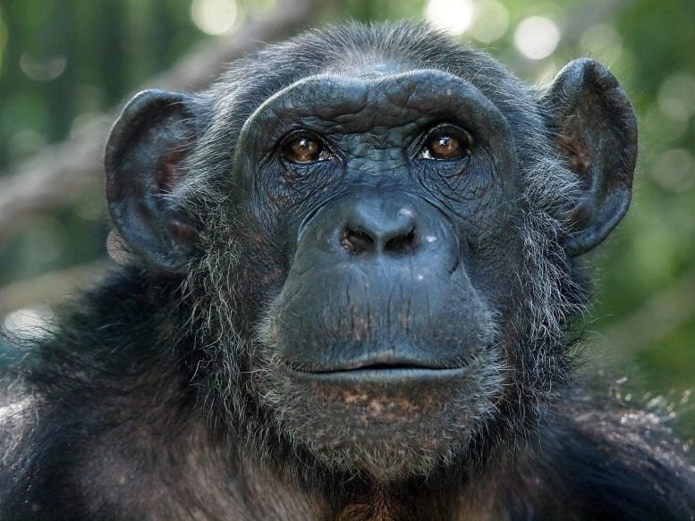 Chimpanzee Face