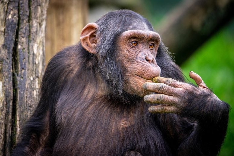 Scientists Discover That Chimpanzees Treat Friends by Different Rules