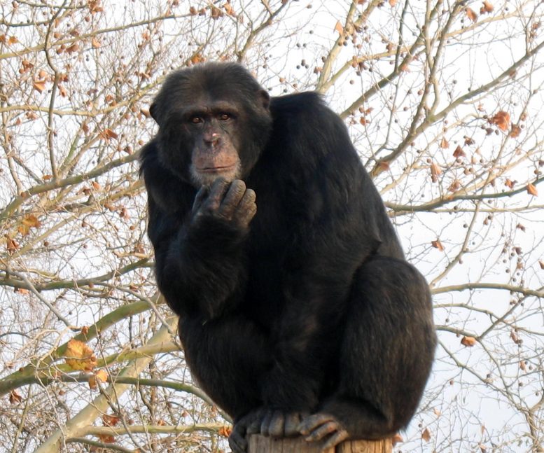 Chimpanzee Judumi