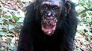 Chimpanzee Leprosy