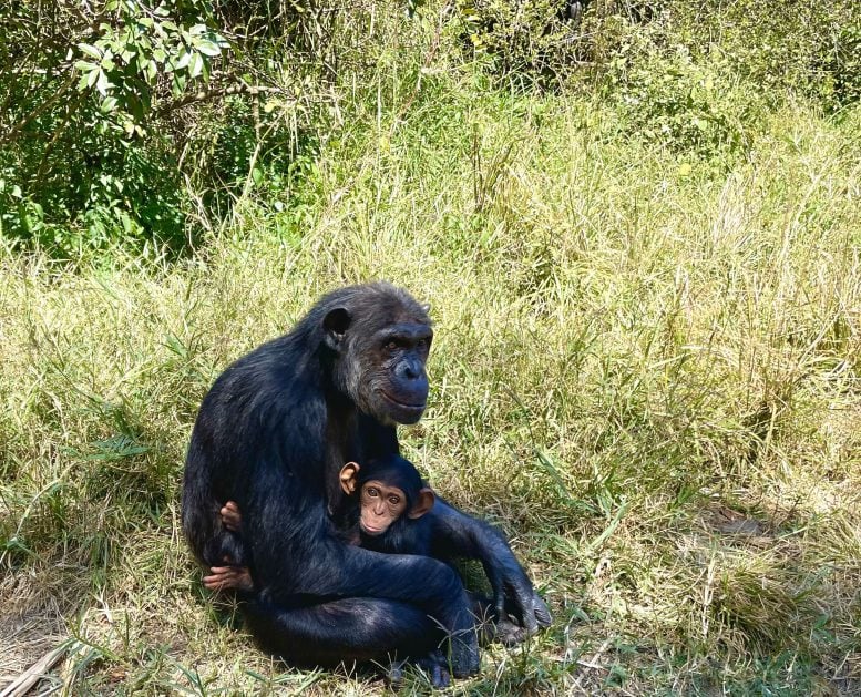 אמא שימפנזה ותינוקה