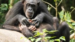 Chimpanzee Mother with Offspring