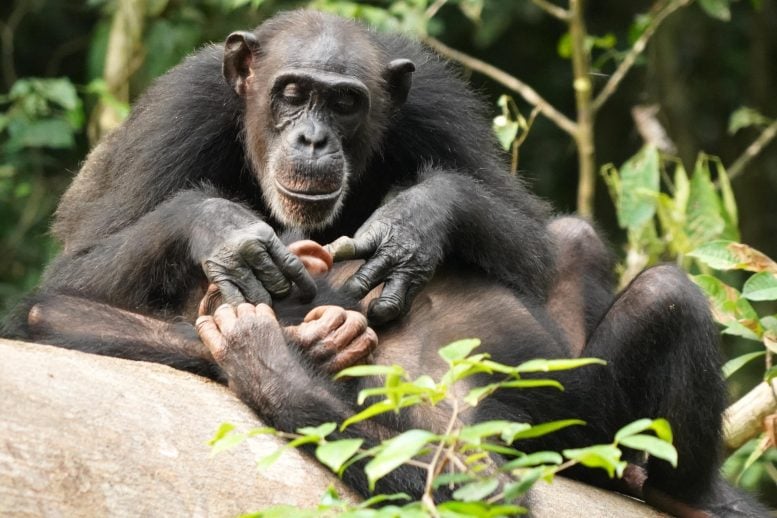 Chimpanzee Mother with Offspring