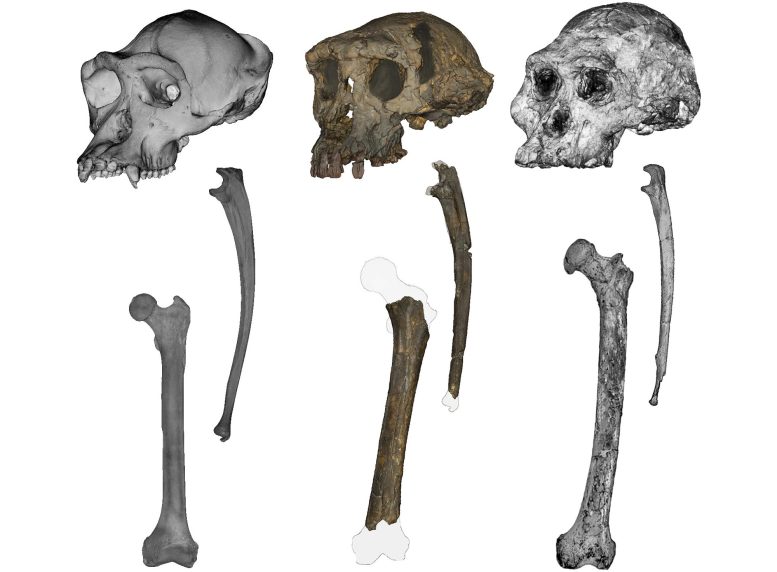 Chimpanzee, Sahelanthropus, and Australopithecus Crania, Ulnae, and Femora