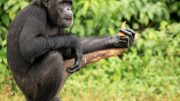 Chimpanzee Sanctuary
