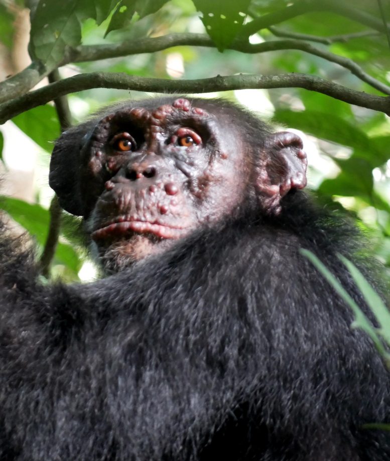 Chimpanzee With Leprosy Ivory Coast