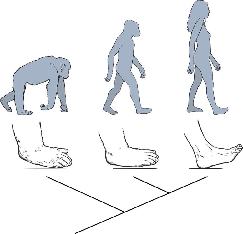Chimpanzee and Human Foot Strike Comparison