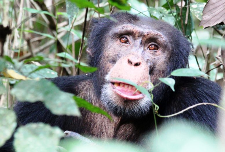 Chimpanzee in Nimba Mountains