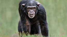 Chimpanzee in the Wild
