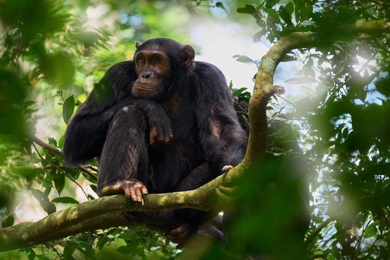 Walking on Two Legs May Have Evolved in Trees, Not on the Ground Walking on Two Legs May Have Evolved in Trees, Not on the Ground