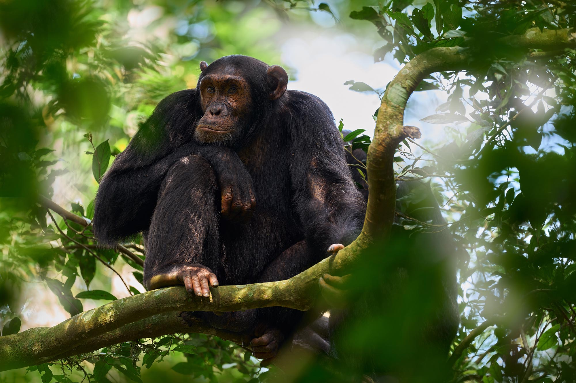 Chimpanzee climbing a tree in Kibale National Park, Uganda
