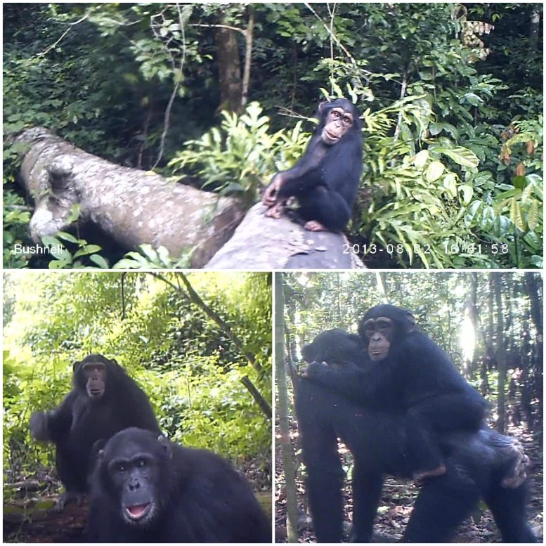 Chimpanzees Camera Trap