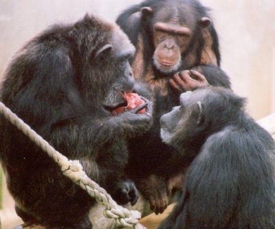 Chimpanzees Jane Tash and Nina
