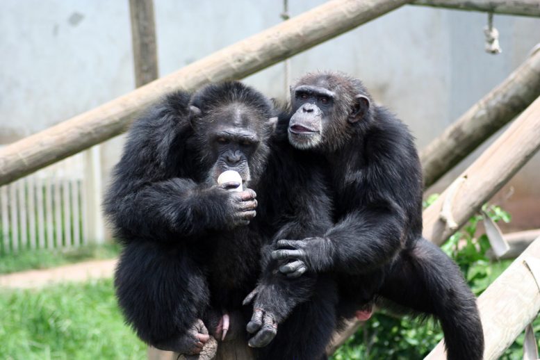 Chimpanzees Tina and Martin