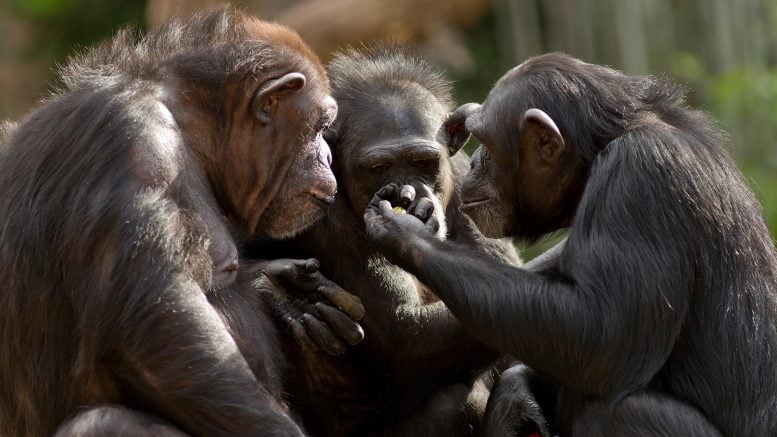 Chimpanzees Together