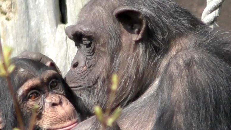 Chimpanzees and Bonobos Recognize Individuals