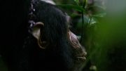 Chimpanzees and Infants Want to Punish Antisocial Behavior
