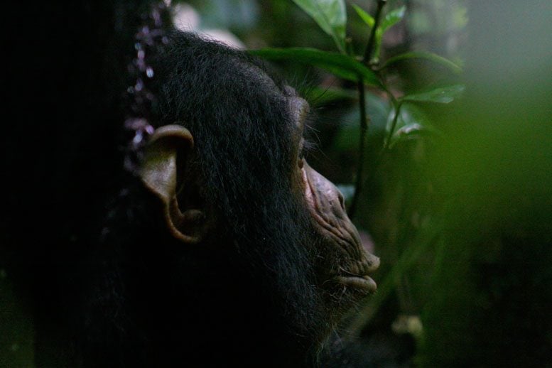 Chimpanzees and Infants Want to Punish Antisocial Behavior