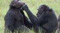 Chimpanzees in Gabon Apply Insects to Wounds