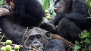 Chimpanzees in Gombe National Park