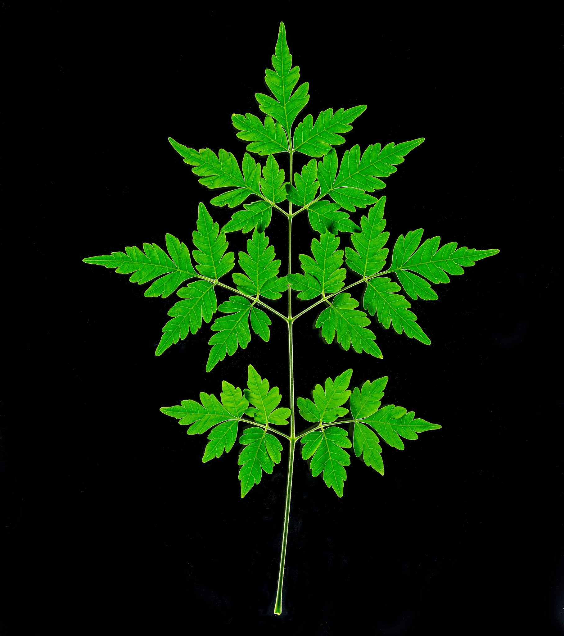 Chinaberry Leaf
