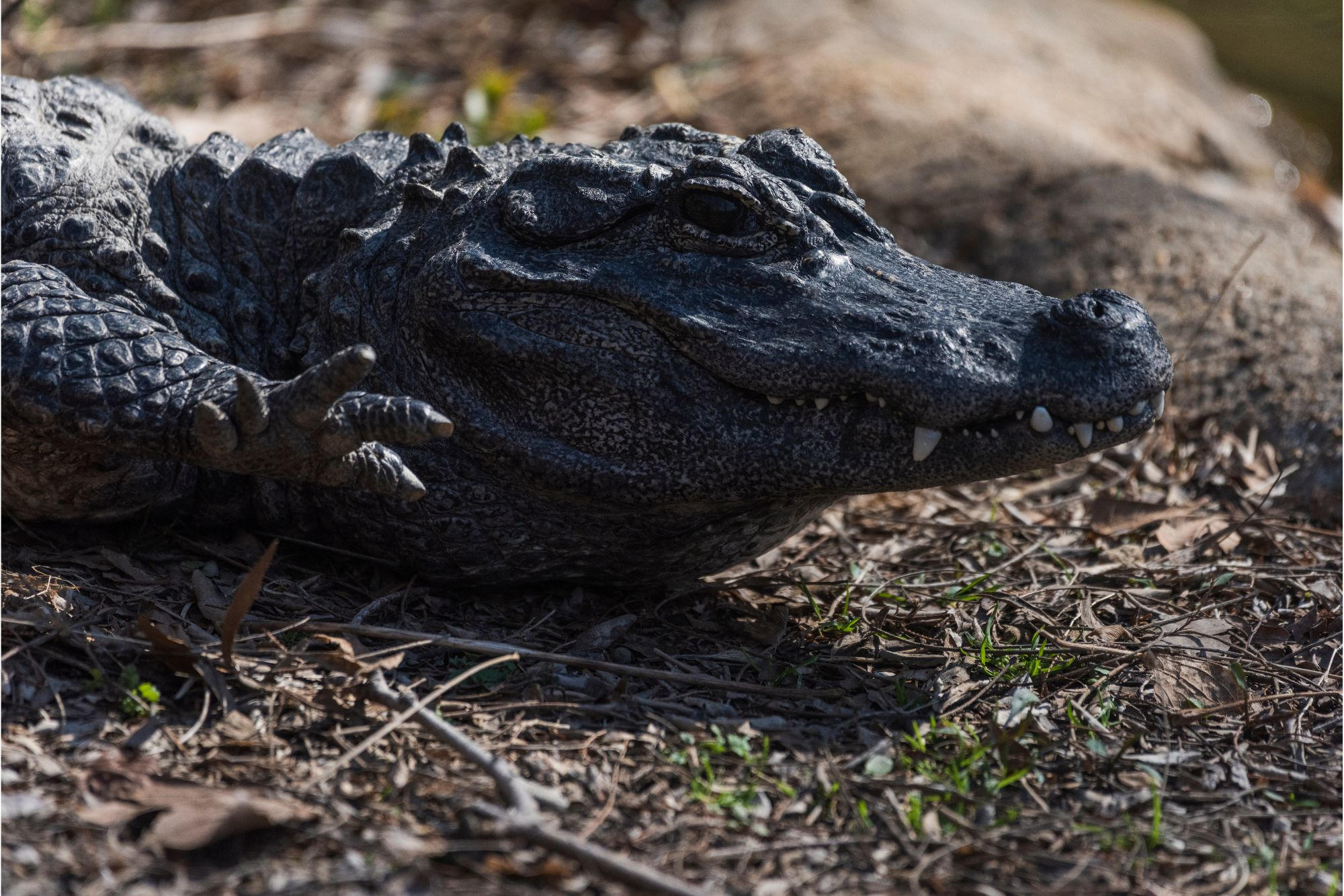 Wetenschappers hebben een nieuwe soort oude krokodil ontdekt