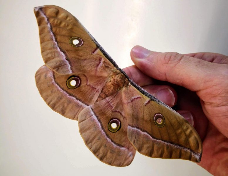 Chinese Tussar Moth (Antheraea pernyi)