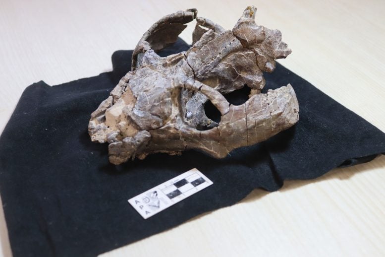 Chiniquodon Theotonicus Skull
