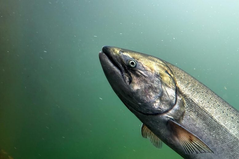 A 15-Day Window Could Decide the Fate of California’s Most Endangered Salmon