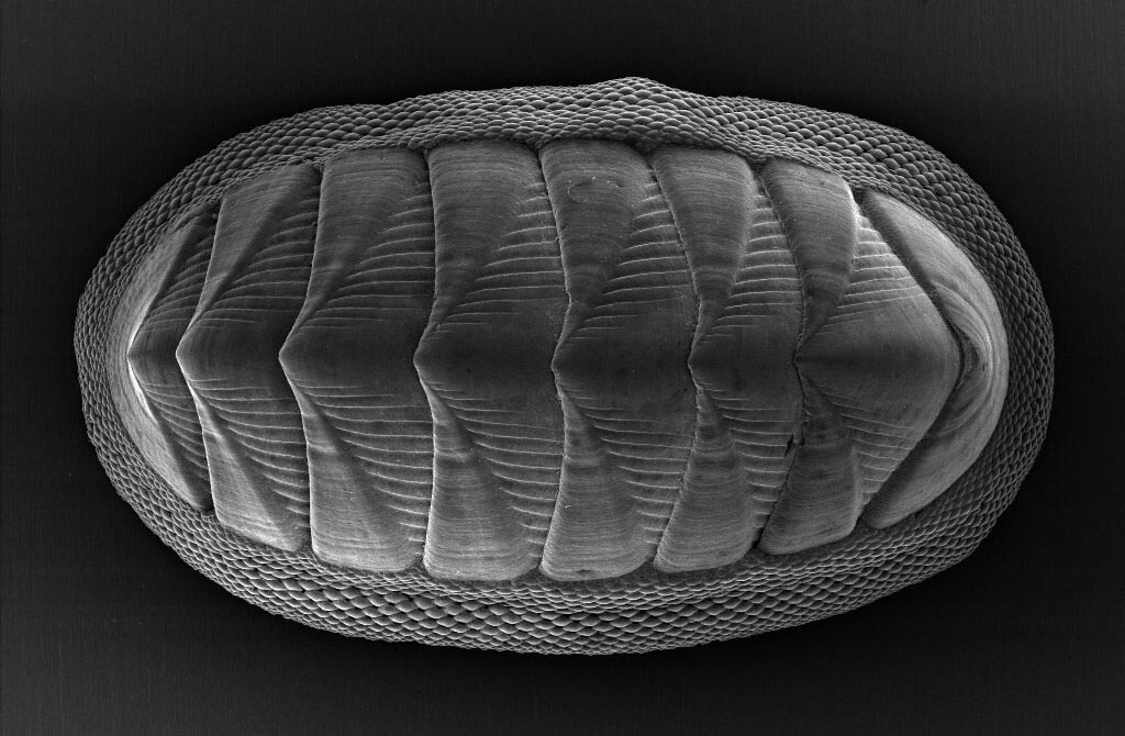 Innovative New Scale Armor Design Inspired by Chiton Mollusk - InfEneTy