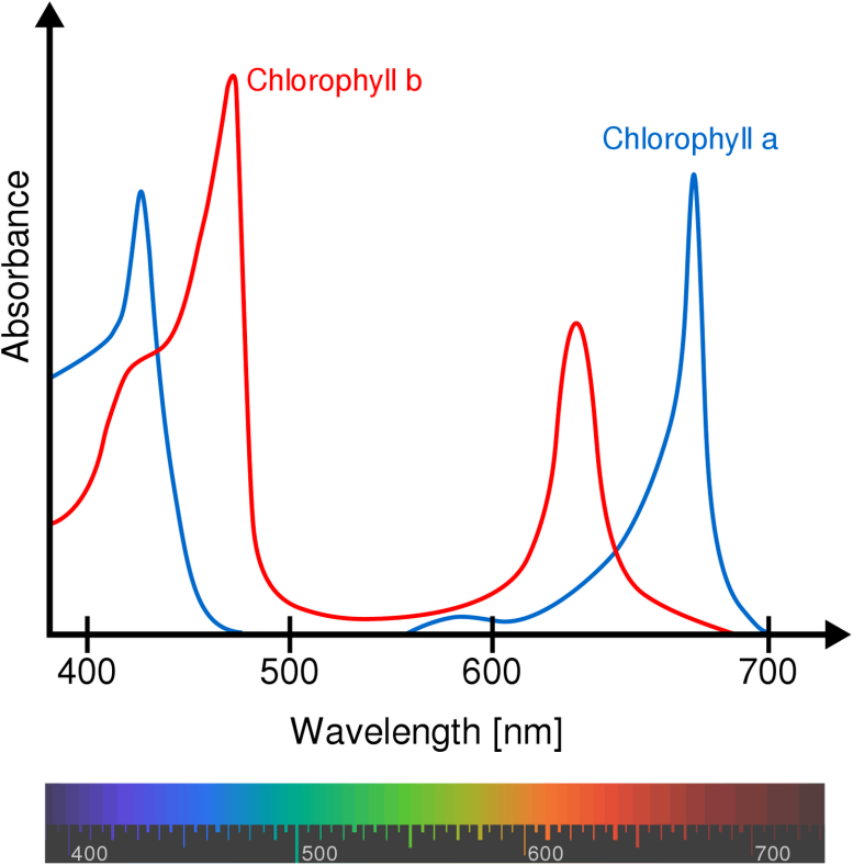 Chlorophyll Absorbs Wavelengths